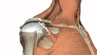 Shoulder Joint  Glenohumeral Joint  3D Anatomy Tutorial [upl. by Inaja527]