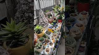 Haworthia collection ☘️  bikolanahardinera shortvideo succulent haworthia [upl. by Retniw]