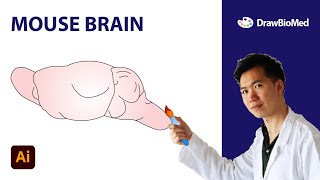 How to Draw Mouse Brain in Adobe Illustrator  Scientific Illustration  Graphical Abstract [upl. by Tenahs]