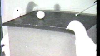 BF Skinner Foundation  Pigeon Ping Pong Clip [upl. by Notak]