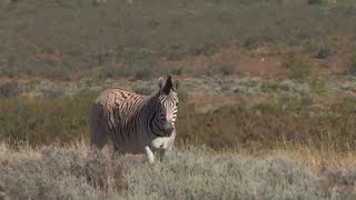 Quagga  back from the dead [upl. by Morey]