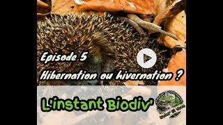 Ep5 Hibernation ou hivernation [upl. by Semele231]