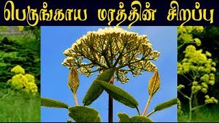 Asafoetida tree Medicinal Uses பெருங்காய மரத்தின் மருத்துவ குணம் [upl. by Reivaxe]