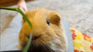 Cute Silkie Guinea pig 🐹 [upl. by Starkey]