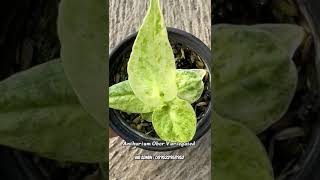 Anthurium Obor Variegata [upl. by Alitha]