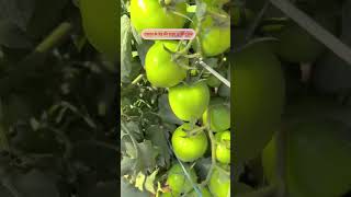 Tomato farming  Smart Kisaan Store [upl. by Reisfield]