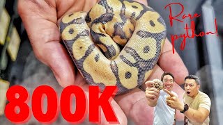 80000000 Ball Python First in the PHILIPPINES  Orange dream yellow belly desert ghost clown [upl. by Sheila]