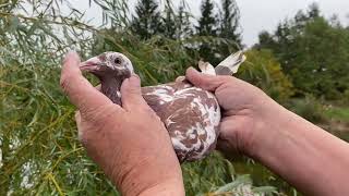 100 MEULEMANS RACING PIGEONS [upl. by Le]