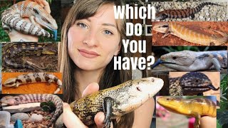 Types Of Blue Tongue Skinks Subspecies [upl. by Loomis]