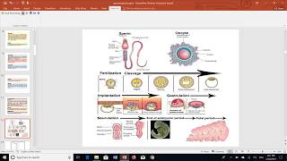 Introduction to embryology by Dr khaled shoghy [upl. by Teerprug]