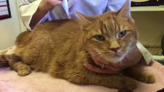 Advice for the newly diagnosed diabetic cat [upl. by Amby]