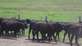 Michael Hall Livestock Ac RABJOHNS AND CO 23 x Weaner Steers [upl. by Novit]