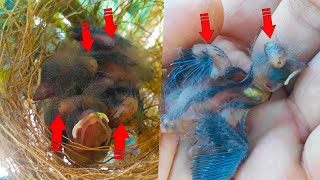 TIRANDO BERNE PARASITANDO EM FILHOTES DE PAPA CAPIM Removing parasite from baby Bird [upl. by Cocke]