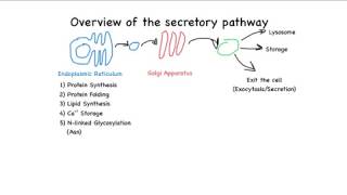 Overview of the secretory pathway [upl. by Aerehs]