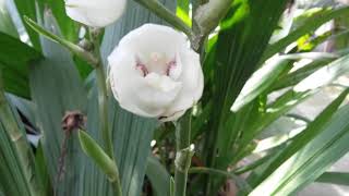 Peristeria elataHoly Ghost orchid dove orchidflower of the Holy SpiritПеристерия высокая [upl. by Sayres595]