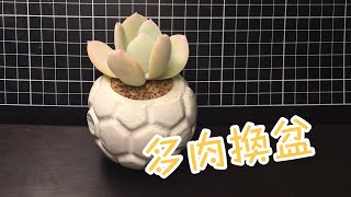 【多肉換盆】多肉植物 白鳳 換盆 水泥盆 [upl. by Eah]