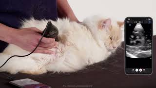 Feline Renal Scanning in Sternal Recumbency [upl. by Aloap498]