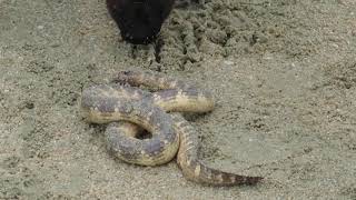 Đẻn cơm  Hardwick’s sea snake Hydrophis hardwickii spinebellied sea snake [upl. by Eisac]