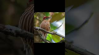 Kinglet Manakin Kuşu Dansı ile Renkli Dünyasını Keşfet [upl. by Housen44]