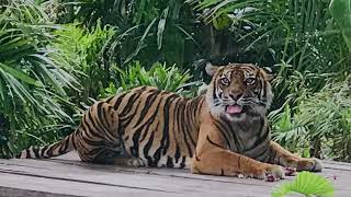 Tiger Encounter at Taronga Zoo [upl. by Damalis]