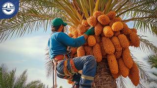 Harvesting Millions of Tons of Dates Figs Raisins amp Apricots From Orchard to Your Plate [upl. by Anaytat]