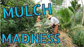 Mulch Madness Tree Management [upl. by Gervais]