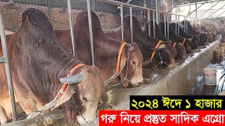 2024 কুরবানী ঈদে ঢাকার সাদিক এগ্রো ১ হাজার দেশি ও বিদেশি গরু নিয়ে প্রস্তুত Sadeeq agro farm [upl. by Nedyarb]