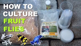 HOW TO CULTURE FRUIT FLIES [upl. by Drofnats]