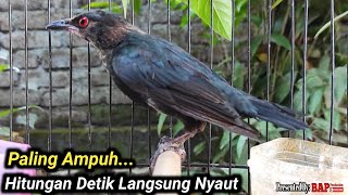 PANCINGAN CUCAK KELING BIAR BUNYI [upl. by Aileno17]