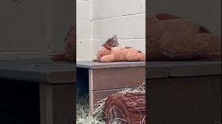 Cute Mountain Lion Cub Dozes Off at Oakland Zoo [upl. by Enid]