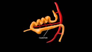 Embryological Rotation of the Midgut [upl. by Beffrey]