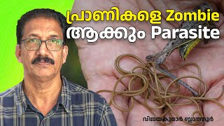 പ്രാണികളെ സോംബിയാക്കി വെള്ളത്തിൽ ചാടിക്കും പരാദ വിരകൾ Horsehair worms Nematomorpha Gordian worms [upl. by Elvera448]