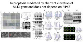 Necroptosis is mediated by upregulation of the MLKL gene amp is not dependent on RIPK3 gene Code 656 [upl. by Cuyler956]