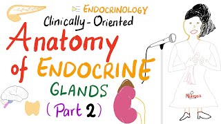 ClinicallyOriented Anatomy Of Endocrine Glands Part 2 [upl. by Garda]