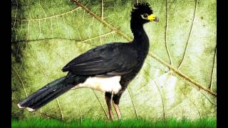 O Canto do Mutum de penacho Crax fasciolata  Barefaced Curassow [upl. by Dulcinea]