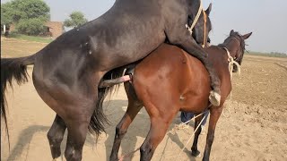 Horse Meeting How To Mating Horse First Time Breeds Horse Female Horses Mating [upl. by Ulane]