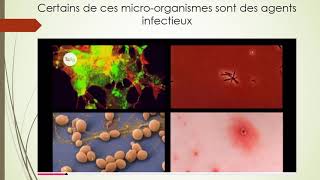 Les micro organismes et leur diversité [upl. by Aivataj986]