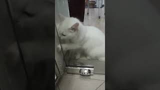 Please Open The Door shorts cat catlover cutecat kitten cute [upl. by Beverly221]