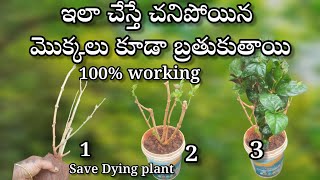 how to save dying plants in telugu  gardening [upl. by Aratnahs138]