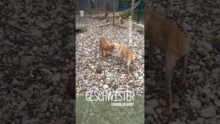 Geschwisterliebe in Tierheim Neverland 🥹💕  Stray Dogs Bosnien eV  puppyvideos [upl. by Asenab718]