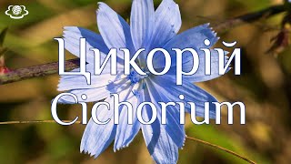 Цикорій Cichorium [upl. by Dumah]