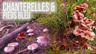 Cueillette Extraordinaire de Champignons  Pieds Bleu amp Chanterelles en Tube à l’Honneur  🍄🍄 [upl. by Tabib30]