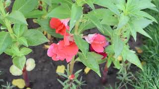 How to grow Balsam بالسم Flowers 💐 from seeds [upl. by Chrysa]