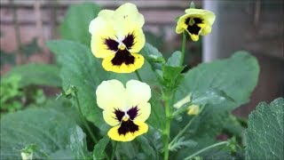 How to Grow Pansies from Seed [upl. by Tien866]