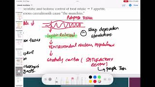 Leptin hormone endocrinology 28  First Aid USMLE Step 1 in UrduHindi [upl. by Amby]