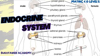 Endocrine System  Matric amp Olevels  biology [upl. by Debo55]