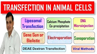 Transfection methods for animal cells [upl. by Raeann]