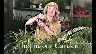 All About Indoor Fern Care for the Indoors [upl. by Jessalyn]