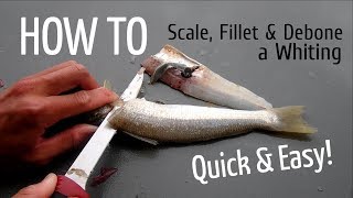 HOW TO Scale Fillet and Debone a Whiting [upl. by Lemcke]