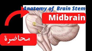 Anatomy of brain stem midbrain and interpeduncular fossa [upl. by Peppi]